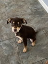 Amorey