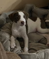 Orla