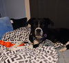 Domino