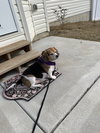 Lilly