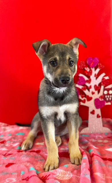 Kona