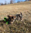 Kona