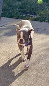 Remi