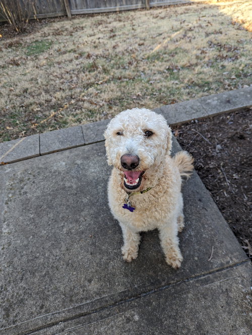 Phoebe