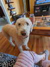 Phoebe