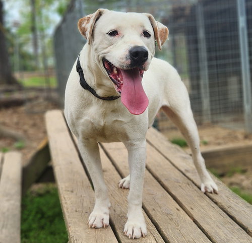 Henry, an adoptable Labrador Retriever in St. Louis, MO