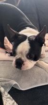 Oliver