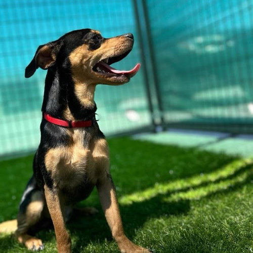 Rufus