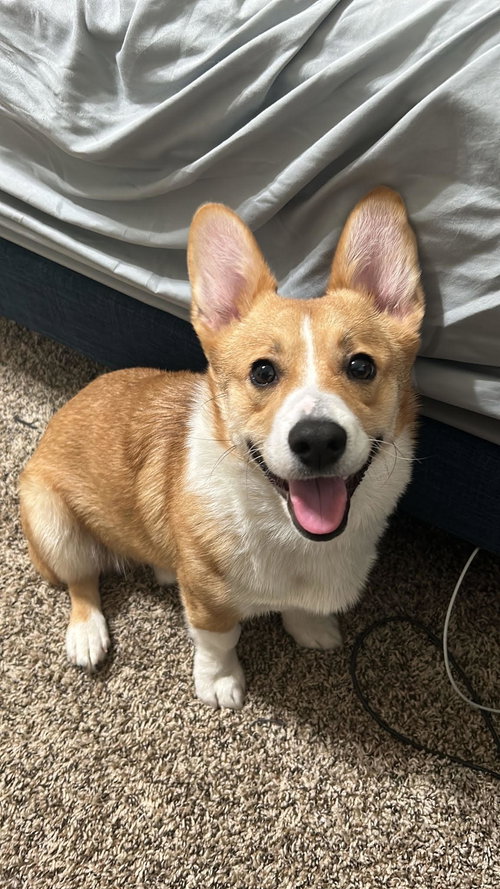 Loki Pokey
