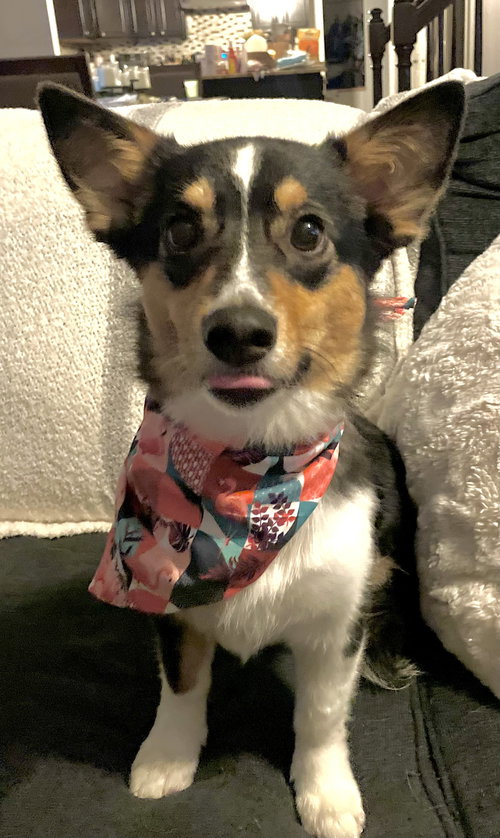 Dixie Chick