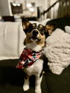 Dixie Chick
