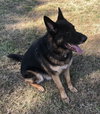 Odin