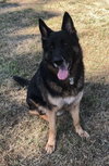 Odin