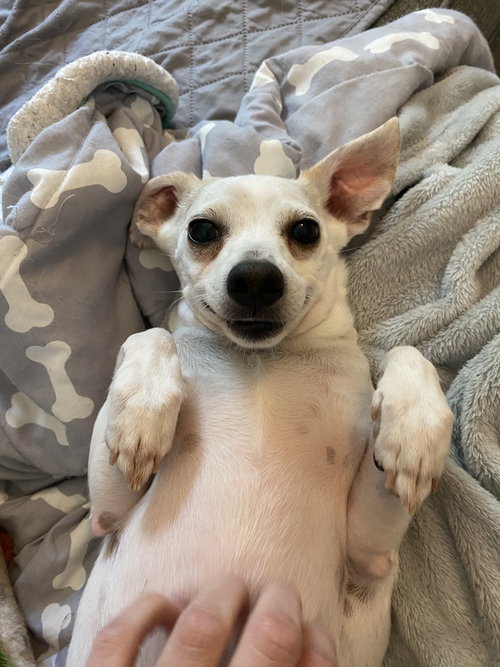 Pico