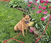Seren Sadie