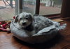 Sammy