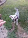 Sammy