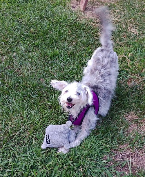 Sammy