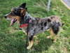 TJ Tucker