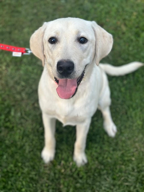 Harper
