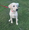 Harper