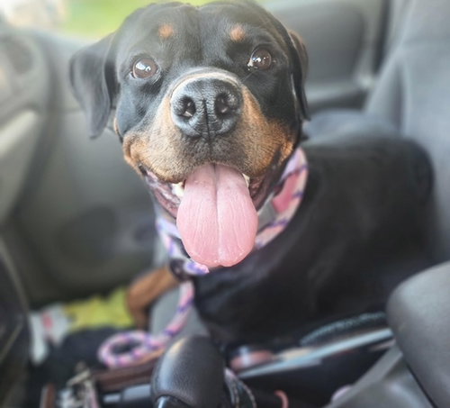 Rosie Roo Roo