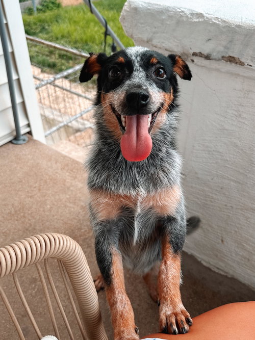 Georgie