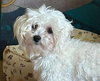 Auggie 