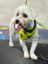 Auggie 