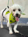 Auggie 