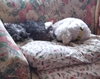 Auggie 