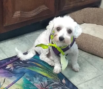 Auggie 