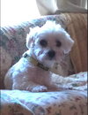 Auggie 