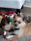 Scruffy Charlie