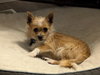 Scruffy Charlie
