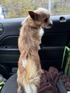 Scruffy Charlie