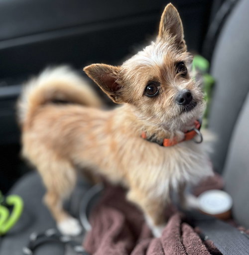 Scruffy Charlie