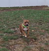 Cane