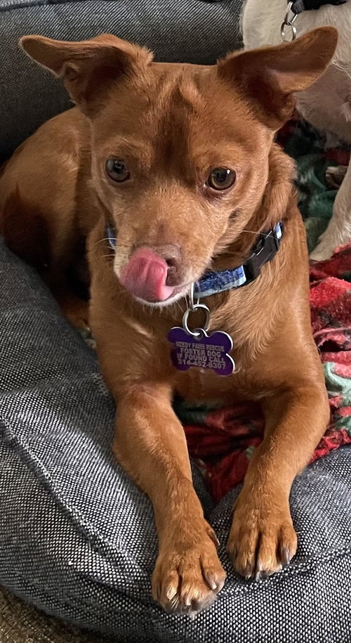 Hank