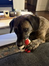 Nala