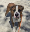 Otto