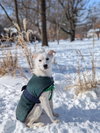 Harlow