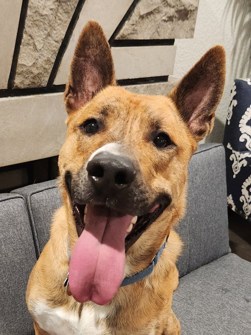 Cashy Boy, an adoptable Carolina Dog in St. Louis, MO