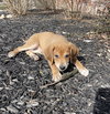 Rolo