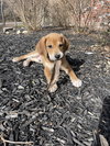 Rolo