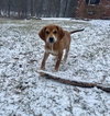 Rolo
