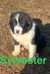 Sylvester