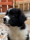 Sylvester