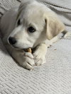 Sugarbear