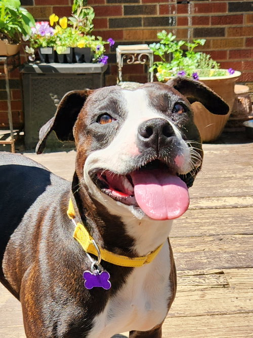 Raspberry Beret, an adoptable American Pit Bull Terrier in St. Louis, MO
